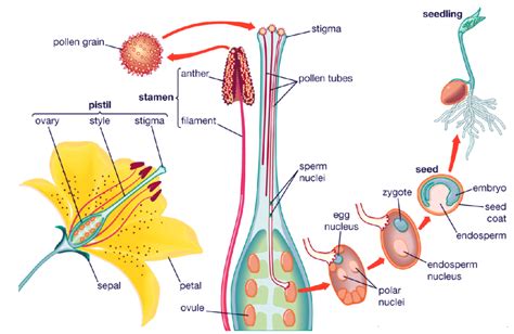 Male Reproductive System Structure