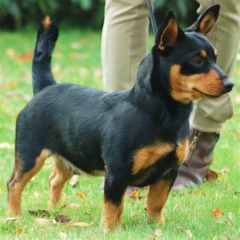 450 - Lancashire Heelers: Scrappy, Smiling and Opinionated - Pure Dog Talk