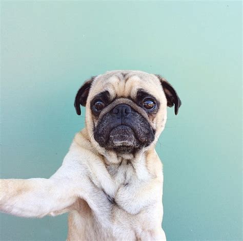 20 of the Cutest Animal Instagram Accounts | StyleCaster