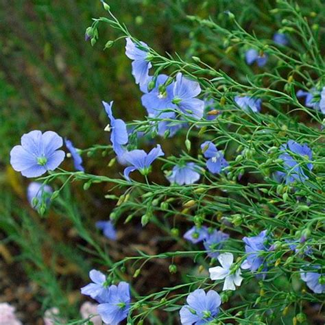 some blue flowers are growing in the grass