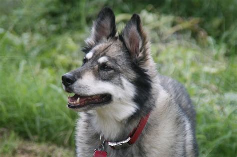 Cute Siberian Husky And German Shepherd Mix Puppies - l2sanpiero