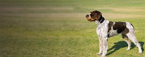 German Shorthaired Pointer Breeders Canada