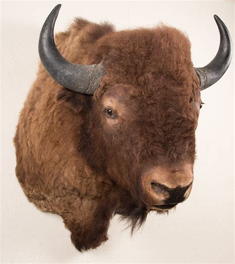 Buffalo Head Mount