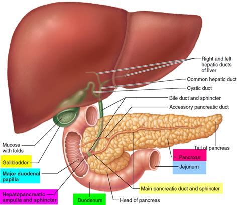 Small Intestine Location, Function, Length and Parts of the Small Intestine