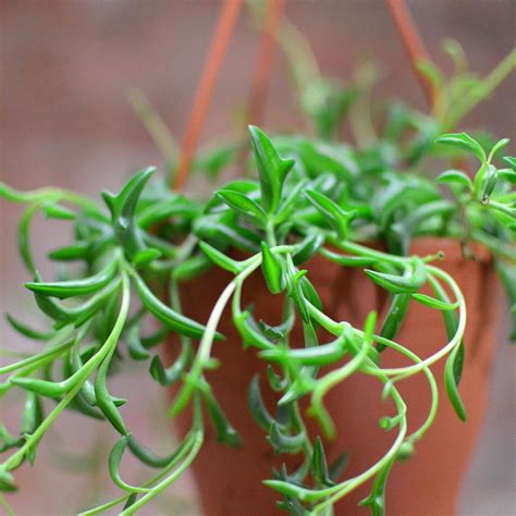 How to Grow and Care for String of Dolphins Succulent