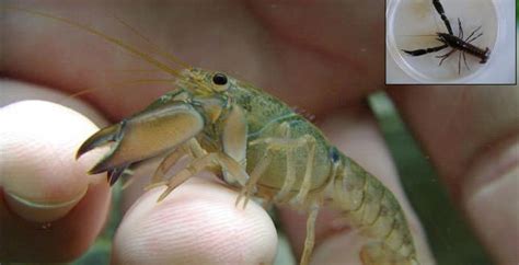 Crayfish Species Discovered in Australia (Photo) - Canada Journal ...