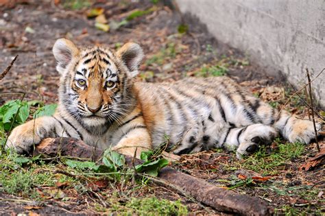 Lying tiger cub | A next picture of one of the cute tiger cu… | Flickr