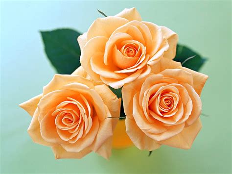 free download | Sweet roses for sweet Miss Kate, leaves, peach color, three, roses, green ...