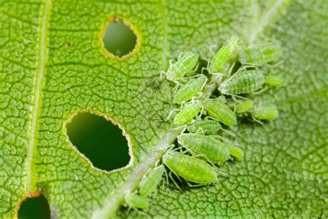 Aphids on Your Plants? How to Get Rid of Aphids Permanently - A-Z Animals