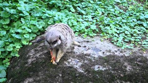 Meerkat eating - YouTube