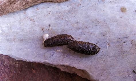 Lizard Poop vs Mouse Poop: How to Tell the Difference - A-Z Animals