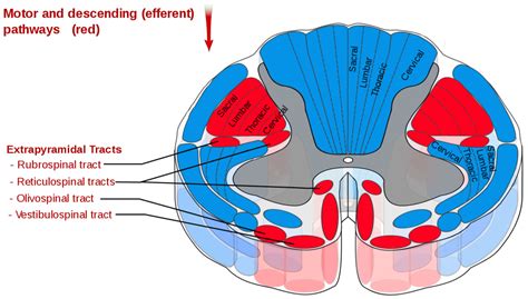 Know your spinal cord – The reticulospinal tracts | Lunatic Laboratories