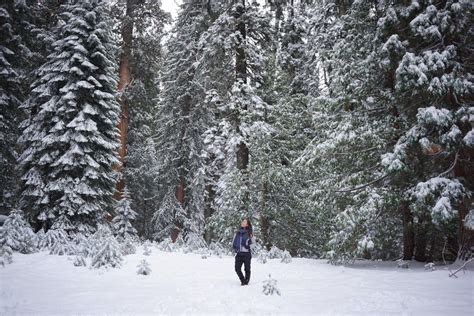 Sequoia National Park in winter. Sequoia National Park, National Parks, Winter Wonderland, Cali ...