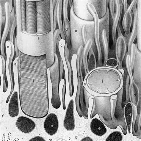 1. Anatomy of the choroid: In this diagram the anatomy of the choroid ...