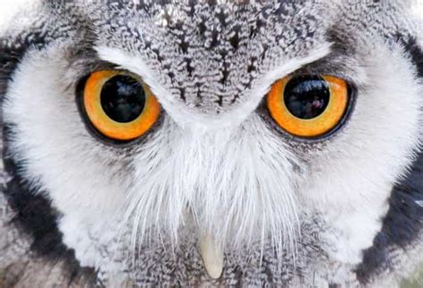 Animal Eyes | Close Up Pics of Animal Eyes