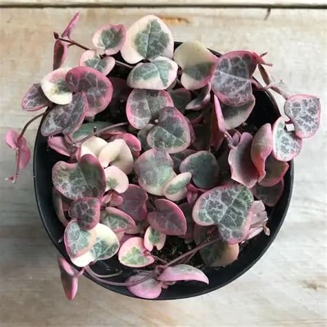 How To Care For Variegated String Of Hearts | UrbanOrganicYield.com