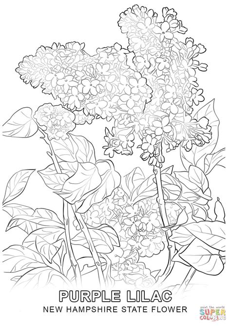 New Hampshire State Flower coloring page | Free Printable Coloring Pages