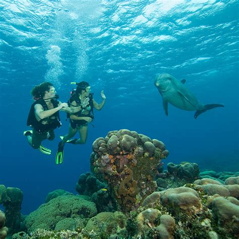 The Best Places to Dive with Dolphins