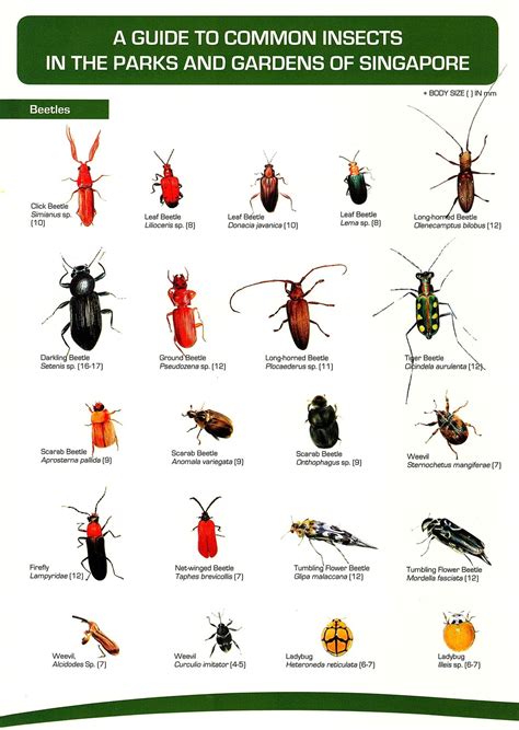 A Guide to Common Insects in the Parks and Gardens of Singapore ...