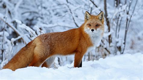 Fox Is Standing On Snow With Stare Look HD Fox Wallpapers | HD Wallpapers | ID #63743