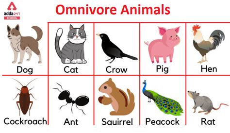 Omnivores Animals 10 Examples and Name List