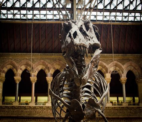 Oxford University Museum of Natural History | Experience oxfordshire