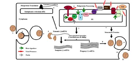 Replicative cycle of dengue virus: (1) Adsoprtion, (2) Receptor ...