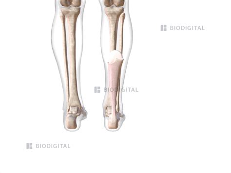 Right calcaneal tendon | BioDigital Anatomy