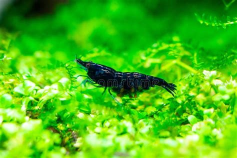 Aquarium Blue Dream Shrimp in Plant Aquascape Stock Image - Image of shrimp, green: 241844433