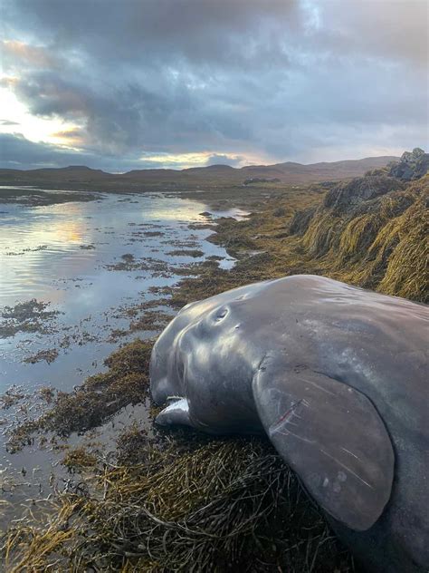 Sperm whale stranding - British Divers Marine Life Rescue