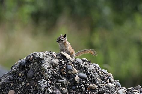 70+ Gopher Mounds Stock Photos, Pictures & Royalty-Free Images - iStock