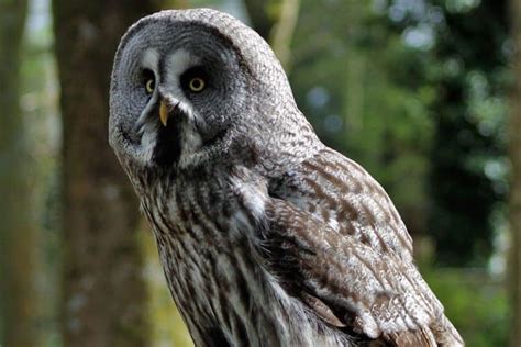 7 Species of Owls in Kentucky (With Pictures) - Wildlife Informer