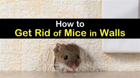 6 Clever Ways to Get Rid of Mice in Walls