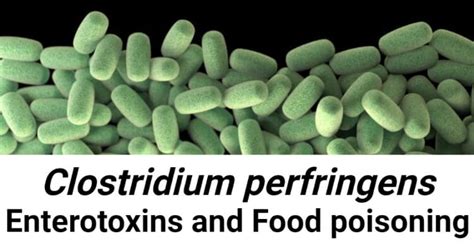 Clostridium perfringens Enterotoxins and Food poisoning