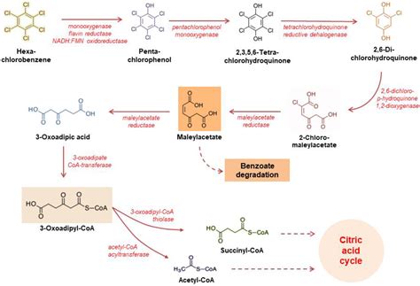 Processes | Free Full-Text | Possible Processes and Mechanisms of Hexachlorobenzene ...