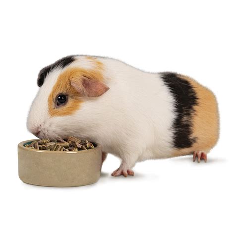 Guinea Pig Care Sheet: Food, Habitat & Health | Petco