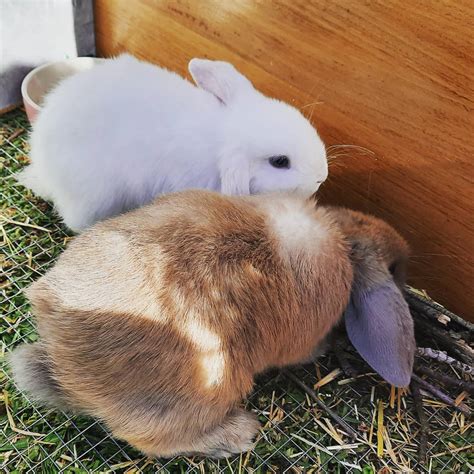 Mount Eliza Mini Lops - Mini Lop Rabbit Breeder - Melbourne, VIC