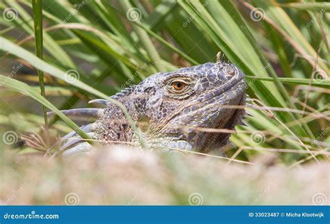 Iguana (Iguana iguana) stock image. Image of rock, bearded - 33023487