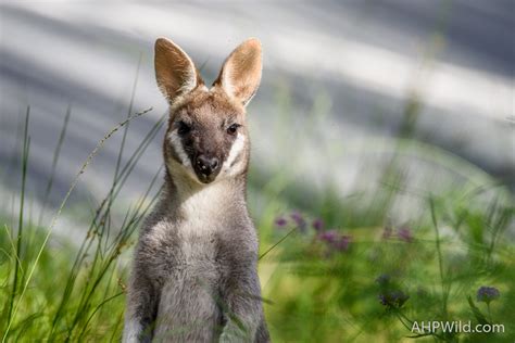 Whiptail Wallaby – AHP Wild