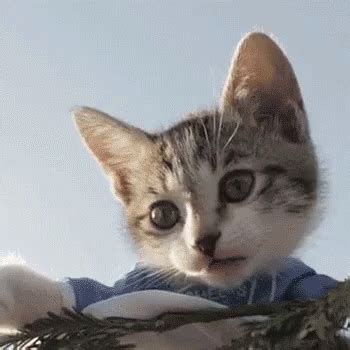 Meoh No! GIF - Cat Facepalm Embarrassed - Discover & Share GIFs