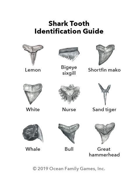 Shark Tooth Identification Chart