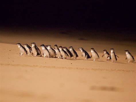 Phillip Island Penguin Parade | Australia Travel Inspiration