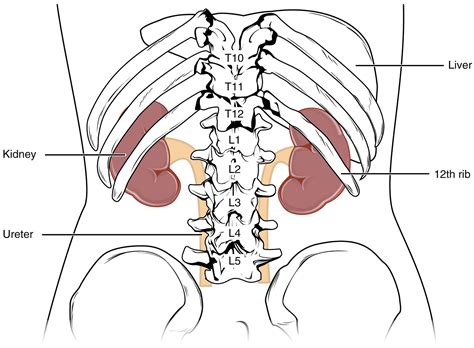 Unit 8: The Urinary System – Douglas College Human Anatomy & Physiology ...