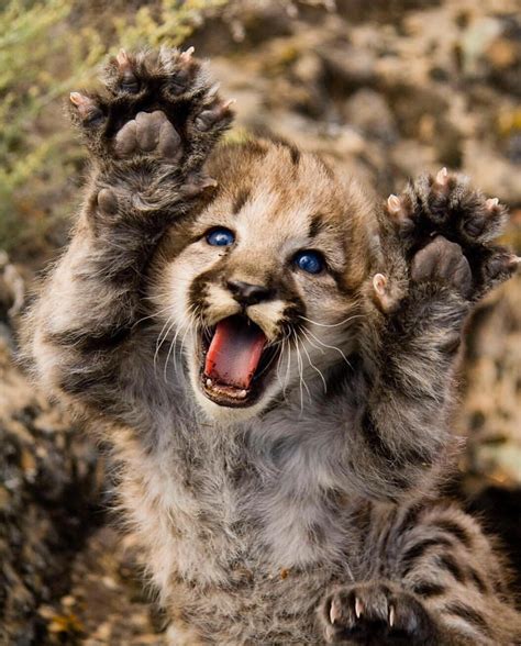 🔥 Dramatic mountain lion cub : r/NatureIsFuckingLit