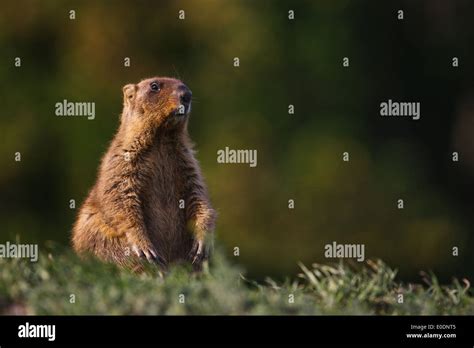 Bobak Marmot (Marmota bobak Stock Photo - Alamy