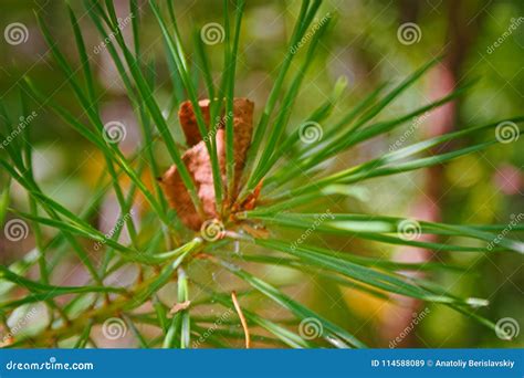 Pine needles close-up stock image. Image of backdrop - 114588089