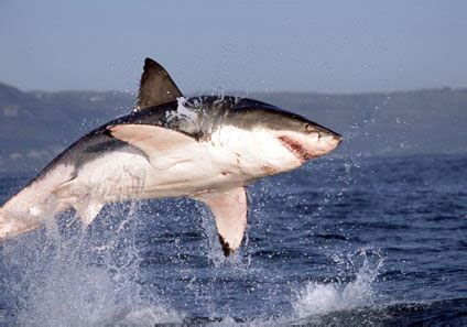 Great White Sharks Facts | Top 10 Interesting Facts