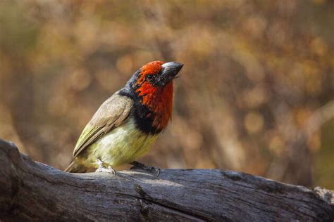 Black collared Barbet standing on a log isolated in blur background in Kruger National park, South