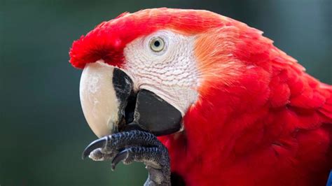 Scarlet macaw – Macaw Mountain