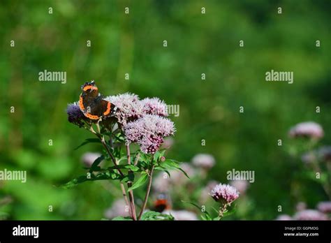 An Red Admiral butterfly at an English country garden in Summertime ...